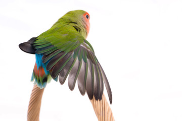 oiseau inséparable roséicolis - lovebird