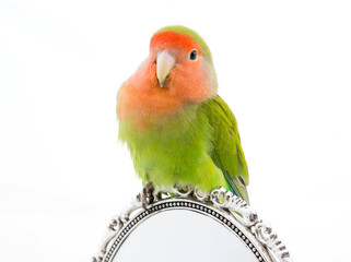portrait oiseau inséparable - Lovebird