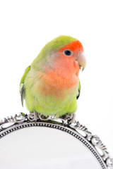 oiseau inséparable roséicolis - lovebird
