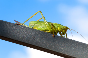 Locust