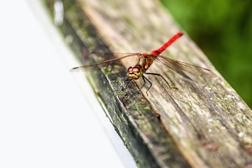 Dragonfly