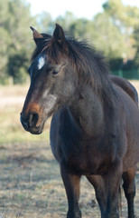 Obraz premium Cheval noir