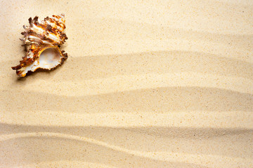 Fototapeta na wymiar Shell on a wavy sand