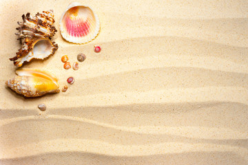 Fototapeta na wymiar Shells on a wavy sand