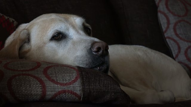 4k cute lounging Labrador dozily