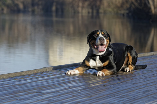 Big mountain swiss dog