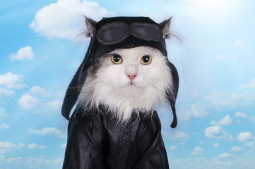 cat in a suit against the sky pilot