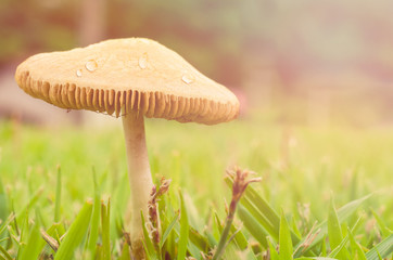 Mushrooms, with back light composition