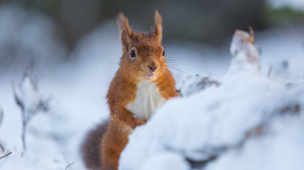 Fototapeta premium Red Squirrel appears from snow covered forest
