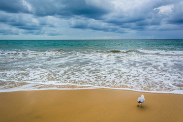 Fototapeta na wymiar Dark clouds over the Pacific Ocean and a seagull in Corona del M