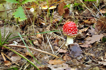 Fly agaric (Amanita muscaria) mushroom detail in forest autumn