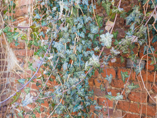 Ivy leaves background