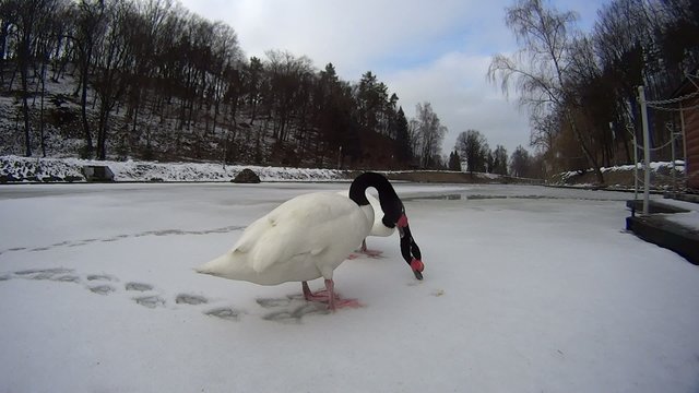 Two swans on frozen lake covered with snow