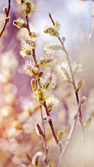 Fluffy branches of a willow © Azaliya (Elya Vatel)