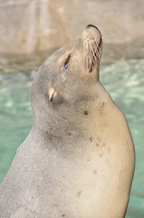 Seal
