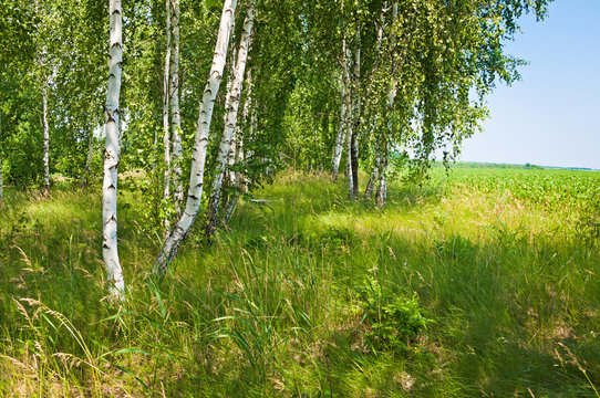 Birch grove in spring