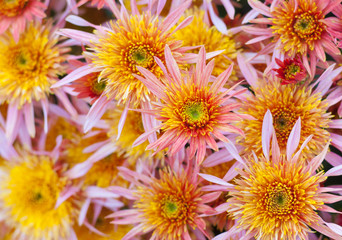 Fototapeta premium Natural background - aster flower-bed