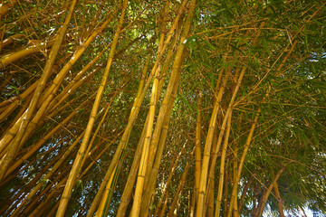 bamboo forest