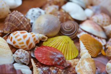 different shells