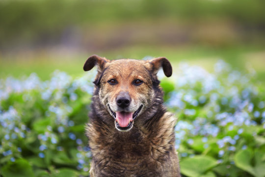 Dog posing on a background of blue flowers