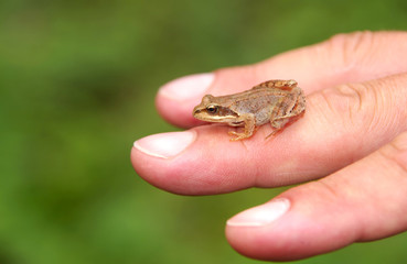 Edible Frog on hand