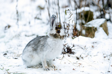 Grey-Brown Snowshoe Hare Sheds His  Fur in Autumn 