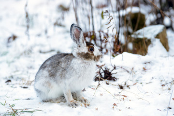 Grey-Brown Snowshoe Hare Sheds His  Fur in Autumn 