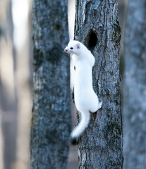 Ermine in a winter coat