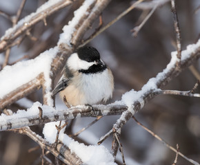 Naklejka premium Black-Capped Chickadee in Winter 