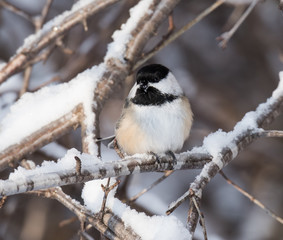 Fototapeta premium Black-Capped Chickadee in Winter 