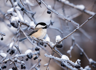 Black-Capped Chickadee in Winter 