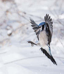 Blue Jay in Flight in Winter