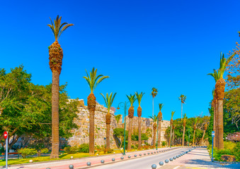 the famous avenue of Palms in Kos island in Greece