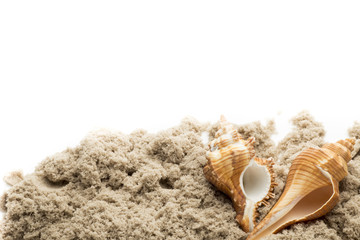 Scallop isolated on the white background.