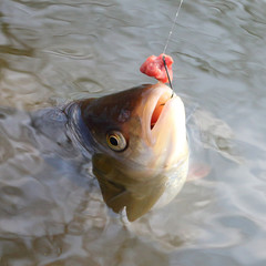 Catch of fish. European Chub (Squalius cephalus). © Kletr