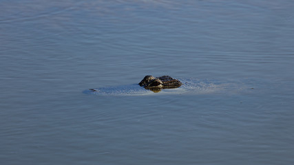 Alligator, Alligator mississippiensis, to see eyes and nose only