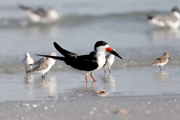 Black skimmer, Rynchops niger, standing on the beach