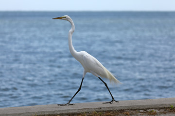 Great egret, Ardea alba, pacing