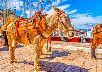 mules for tourists at the port of Hydra island in Greece. HDR