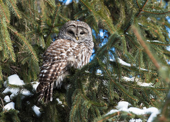Barred Owl in Winter