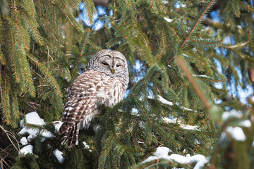 Barred Owl in Winter