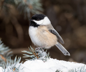 Black-Capped Chickadee in Winter 