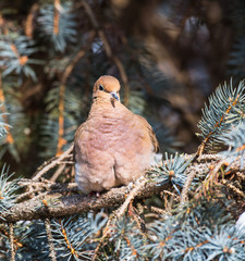 Mourning Dove in Winter