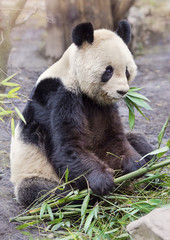 Panele Szklane  Miś panda wielka