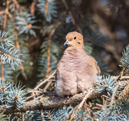 Mourning Dove in Winter