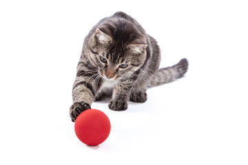 Tabby Cat Playing with Ball
