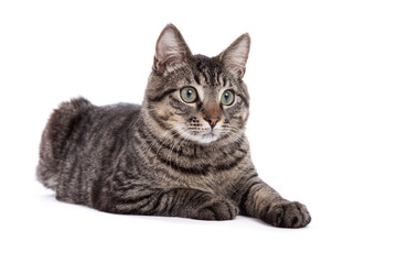 Naklejka premium Domestic Shorthair Cat Portrait