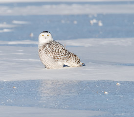 Snowy Owl 