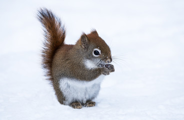Squirrel in Winter
