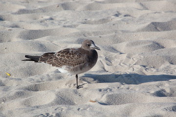Seagull on the sand